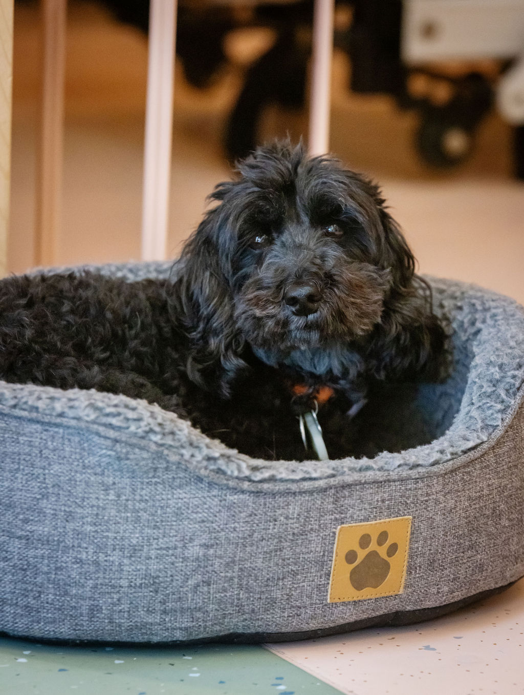 Studio dog relaxing in his bed